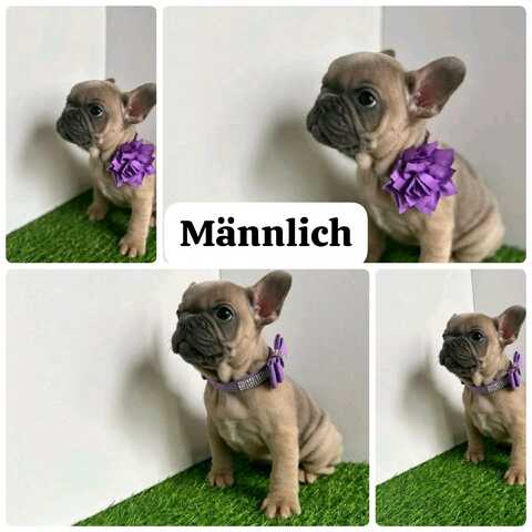 11 Wochen alte französische Bulldoggenwelpen