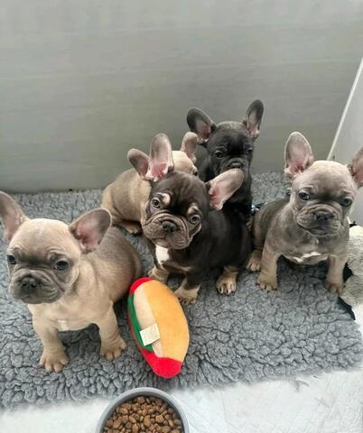 11 Wochen alte französische Bulldoggenwelpen