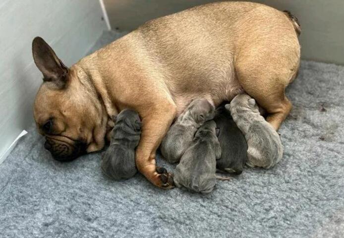 11 Wochen alte französische Bulldoggenwelpen