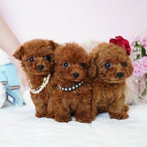 Pudelwelpen von herausragender Qualität