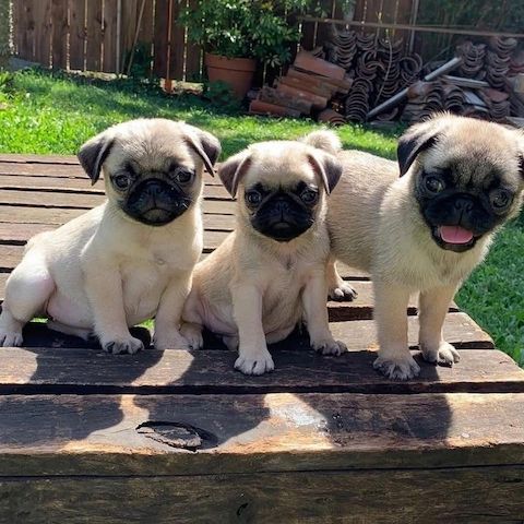 Superniedliche Mops-Welpen.