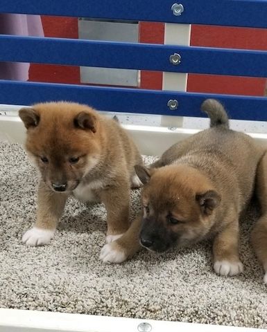 Wunderschöne Shiba-Inu-Welpen