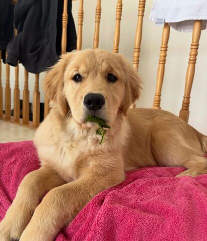 Bezaubernde Golden-Retriever-Welpen zu verkaufen