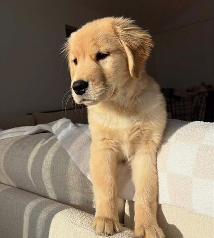 Bezaubernde Golden-Retriever-Welpen zu verkaufen