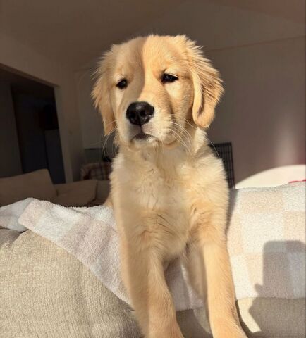 Bezaubernde Golden-Retriever-Welpen zu verkaufen