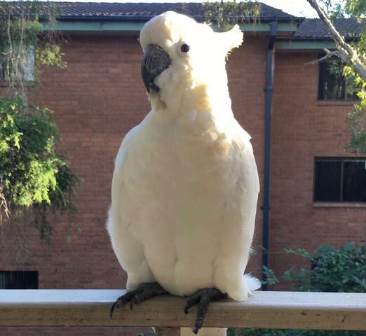 Wunderschöner Weißhaubenkakadu zu verkaufen