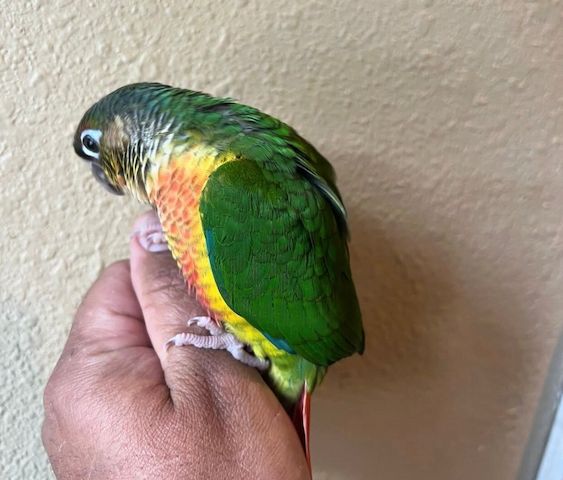 Talentierter Grünwangensittich zu verkaufen