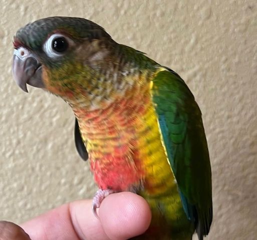 Talentierter Grünwangensittich zu verkaufen
