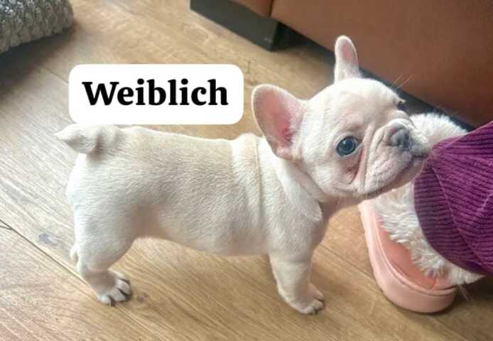 11 Wochen alte französische Bulldoggenwelpen