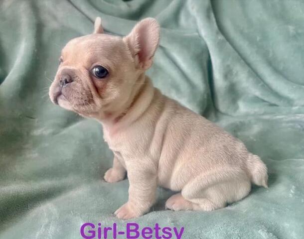 11 Wochen alte französische Bulldoggenwelpen