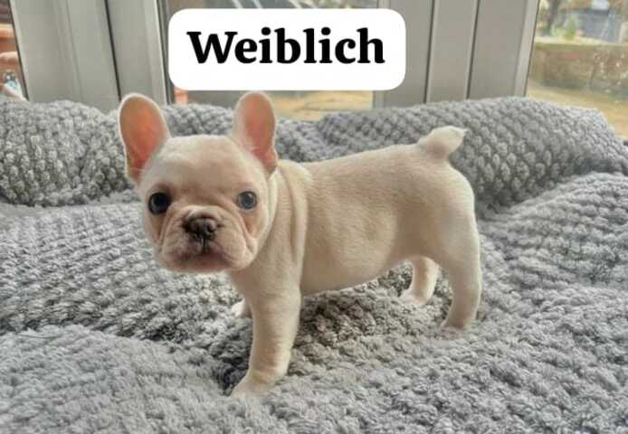 11 Wochen alte französische Bulldoggenwelpen