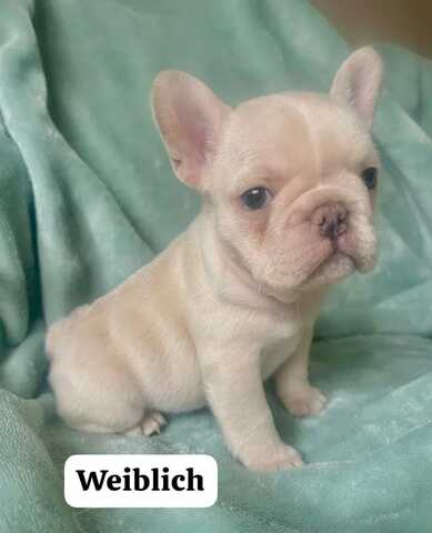 11 Wochen alte französische Bulldoggenwelpen