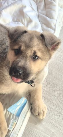 Schäferhund mix Welpe Weibchen