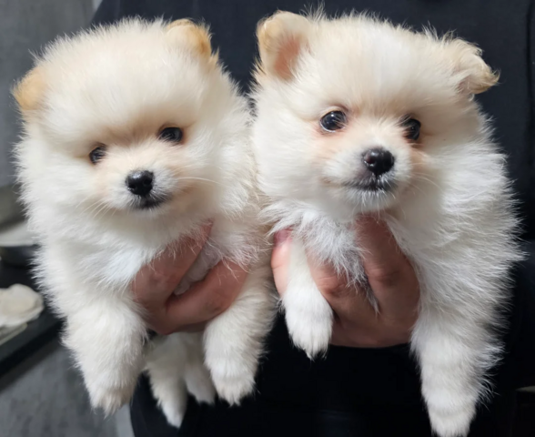 Wunderschöne Pomeranian-Welpen 🧸