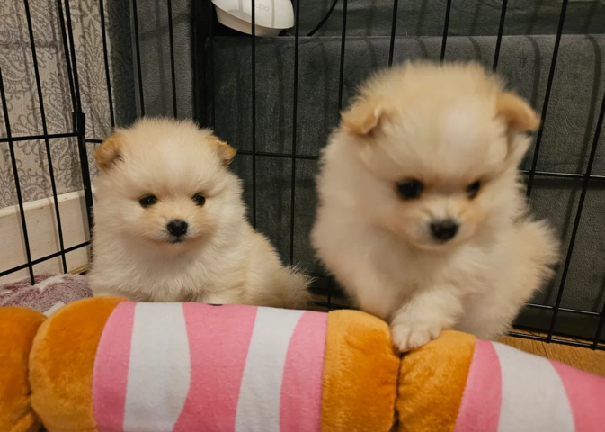 Wunderschöne Pomeranian-Welpen 🧸