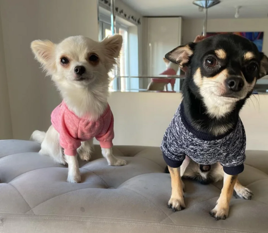 Wunderschöne Chihuahua-Welpen zu verkaufen