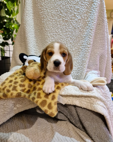 Reinrassige Beagle-Welpen