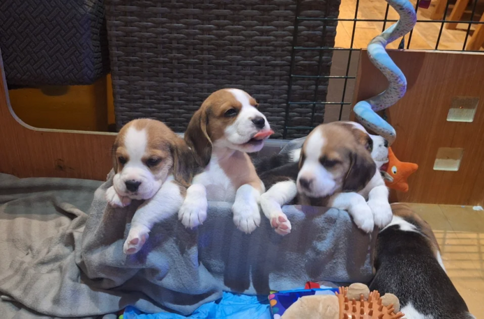 Reinrassige Beagle-Welpen