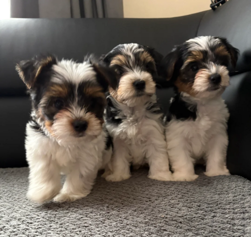 Biewer Terrier Welpen