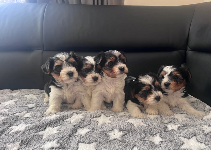 Biewer Terrier Welpen