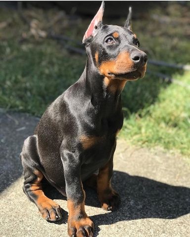 Europäische Dobermann Welpen – kräftiger Typ, gesund & bestens sozialisiert