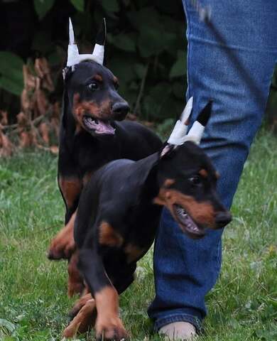 Exklusive Dobermann Welpen aus europäischer Linie – gesund & typvoll