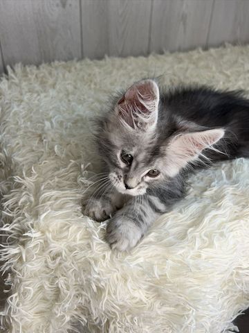 Maine-Coon-Kätzchen zur Adoption