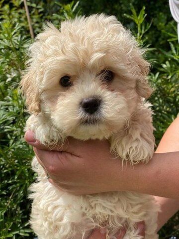Maltipoo Welpen