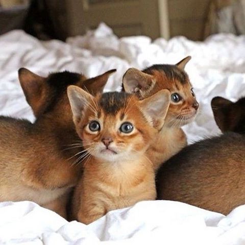 Abyssinian Kätzchen