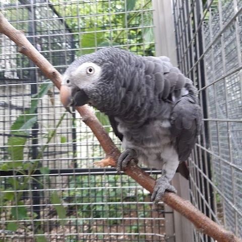 Afrikanische Graupapageien