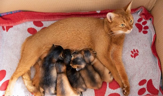 Abyssinian Kätzchen