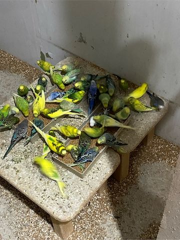 Junge Farbwellensittiche aus Juli 2025 abzugeben