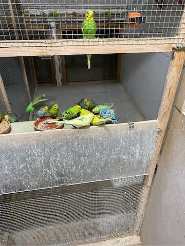 Junge Farbwellensittiche aus Juli 2025 abzugeben