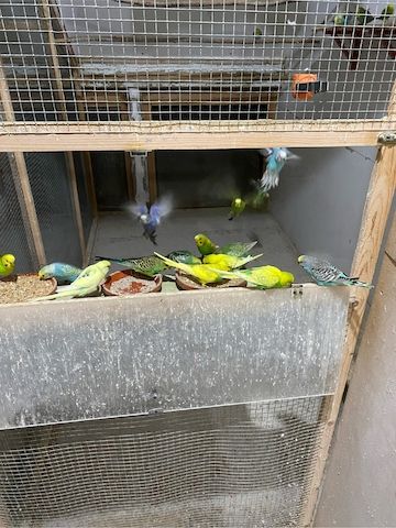 Junge Farbwellensittiche aus Juli 2025 abzugeben