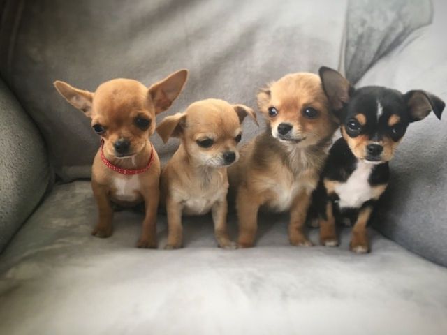 Chihuahua Welpen