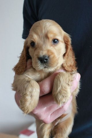 Cocker Spaniel Welpen