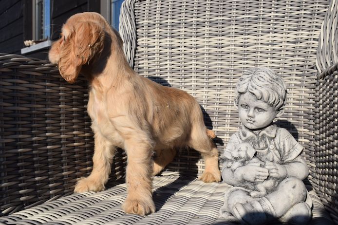 Cocker Spaniel Welpen