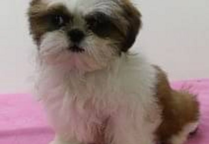 Shih Tzu Welpen