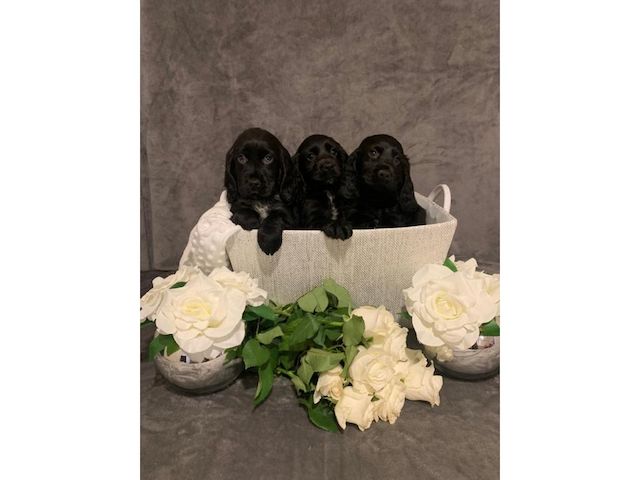 Cocker Spaniel Welpen