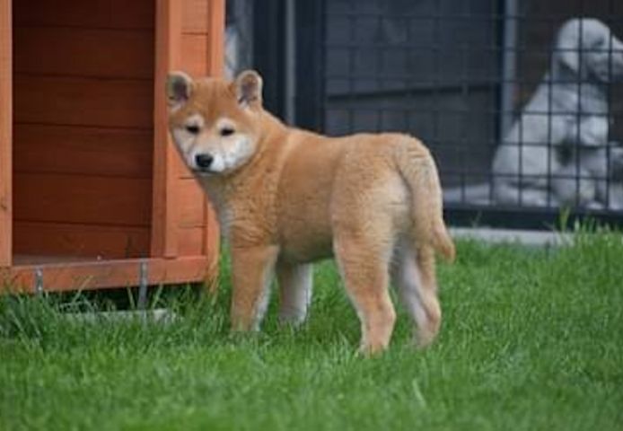 Shiba Inu Welpen