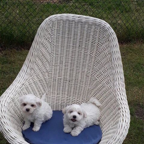 Malteserwelpen Welpen