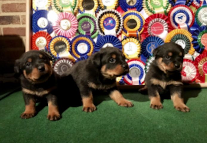 Rottweiler Welpen