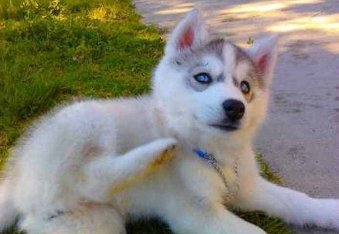 Siberian Husky Welpen