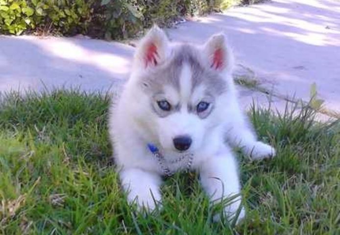 Siberian Husky Welpen