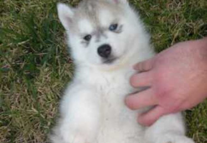 Siberian Husky Welpen