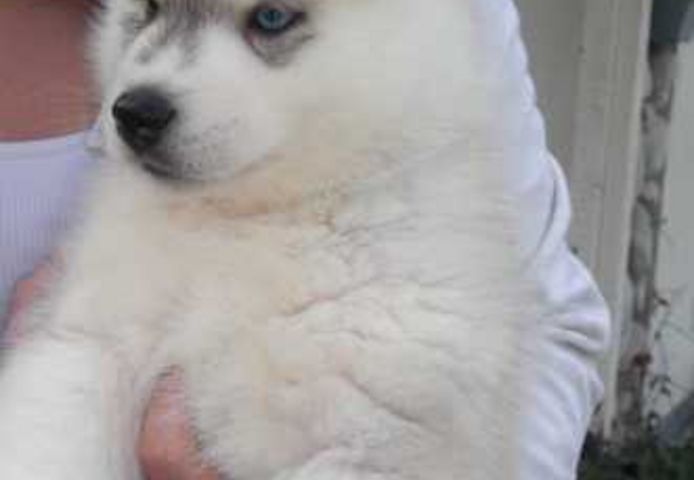 Siberian Husky Welpen