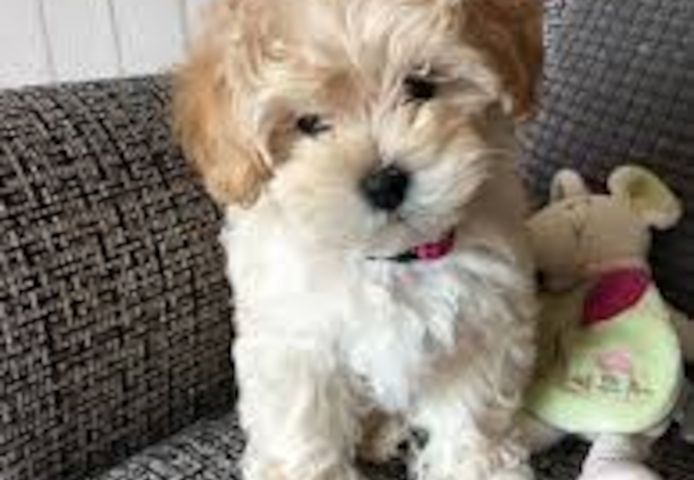 Maltipoo Welpen