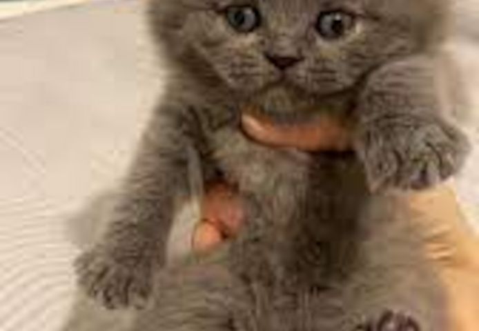 BHK Britisch Kurzhaar Rüden und Hündinnen