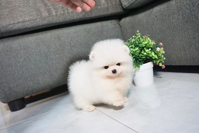 Pomeranian-Welpen (Boo) suchen ein neues Zuhause