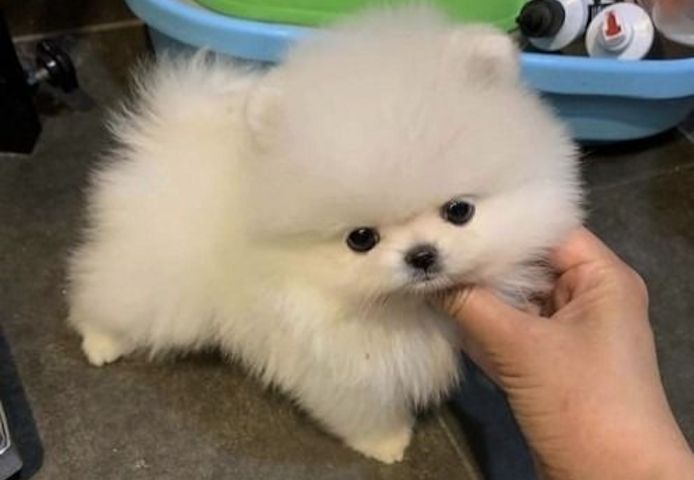 Pomeranian-Welpen (Boo) suchen ein neues Zuhause